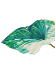 Gallery Flower