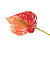 Footer Flower