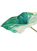 Location Flower