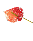 Floor Plans Flower